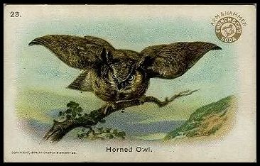 23 Horned Owl